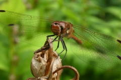 1026 Gemeine Heidelibelle (Sympetrum vulgatum)