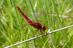 1027 Feuerlibelle (Crocothemis erythraea)