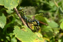 1028 Blaugrüne Mosaikjungfer (Aeshna cyanea)