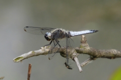1029 Spitzenfleck (Libellula fulva)