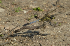 1030 Kleiner Blaupfeil (Orthetrum coerulescens)