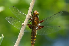 1031 Plattbauch (Libellula depressa)