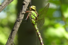 1032 Blaugrüne Mosaikjungfer (Aeshna cyanea)