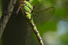 1033 Blaugrüne Mosaikjungfer (Aeshna cyanea)