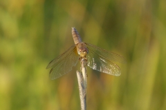 1034 Feuerlibelle (Crocothemis erythraea)