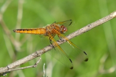 1035 Spitzenfleck (Libellula fulva)