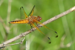 1036 Spitzenfleck (Libellula fulva)