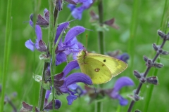 1002 Goldene Acht (Colias hyale)