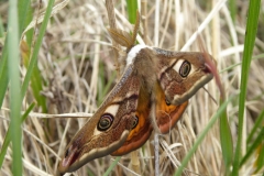 1003 Kleines Nachtpfauenauge (Saturnia pavonia)