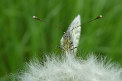 1005 Grünader-Weißling, Raps-Weißling (Pieris napae)