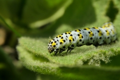 1007 Brauner Mönch (Shargacucullia verbasci)