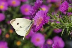 1008 Kleiner Kohlweißling (Pieris rapae)