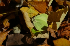 1009 Zitronenfalter (Gonepteryx rhamni)