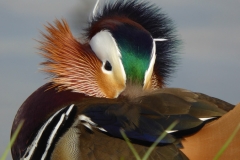 5001 Mandarinente (Aix galericulata)