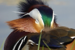 5002 Mandarinente (Aix galericulata)