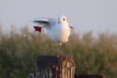 5008 Lachmöwe (Larus ridibundus)