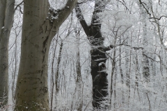 4006 Rotbuchen (Fagus sylvatica) im Winter