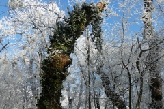 4011 Auwald im Winter