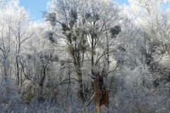 4012 Auwald im Winter
