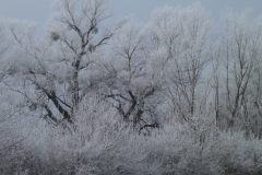 4013 Auwald im Winter
