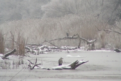 4018 Graureiher an einem Donau-Altarm im Winter
