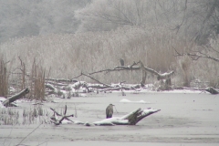 4018 Graureiher an einem Donau-Altarm im Winter