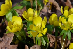3001 Winterling (Eranthis hyemalis)