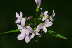 3002 Zwiebel-Zahnwurz (Dentaria bulbifera)