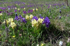 3003 Zwergiris (Iris pumila)
