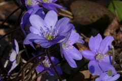 3004 Dreilappiges Leberblümchen (Hepatica nobilis)