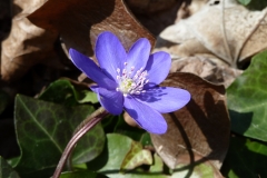 3005 Dreilappiges Leberblümchen (Hepatica nobilis)