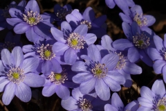 3006 Dreilappiges Leberblümchen (Hepatica nobilis)