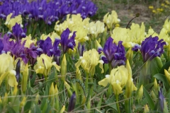 3007 Zwergiris (Iris pumila)