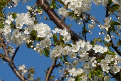 3008 Süß-Kirsche (Prunus avium)
