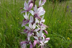 3009 Diptam (Dictamnus albus)