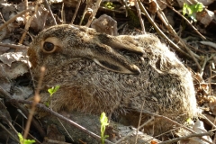 2002 Feldhase (Lepus europaeus)