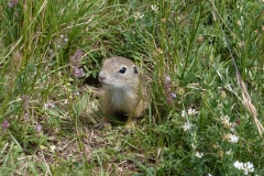 2003 Europäisches Ziesel (Citellus citellus)
