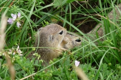 2004 Europäisches Ziesel (Citellus citellus)