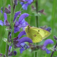 1002 Goldene Acht (Colias hyale)