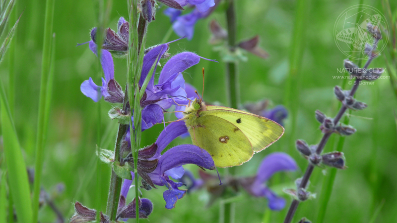 1002 Goldene Acht (Colias hyale)