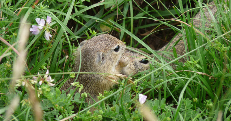 2004 Europäisches Ziesel (Citellus citellus)