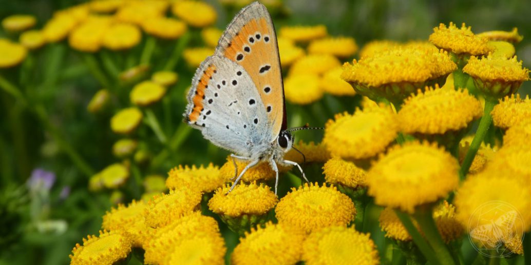 1006 Grosser Feuerfalter (Lycaena dispar)