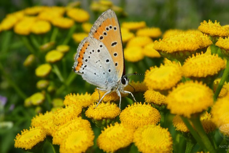 1006 Grosser Feuerfalter (Lycaena dispar)