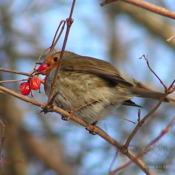 Die Früchte des Gewöhnlichen Schneeballs (Viburnum opulus) ergänzen im Winter das knappe Nahrungsangebot für Wildtiere, wie z. B. für dieses Rotkehlchen.