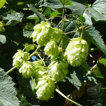 Der Gewöhnliche Hopfen (Humulus lupulus) enthält unter anderem beruhigende Wirkstoffe, von denen man im Buch ein Rezept für einen Einschlaf-Tee findet.