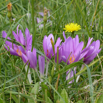 Die Herbst-Zeitlose (Colchicum autumnale) besticht durch ihre Schönheit, sie ist aber höchst giftig.