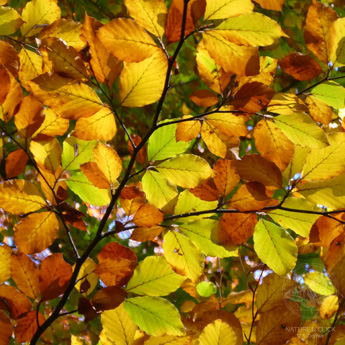 Die wellenförmigen Blätter der Rot-Buche (Fagus sylvatica) leuchten im Herbst um die Wette.
