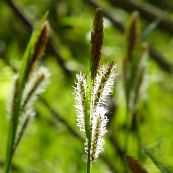 Zur Bestimmung von Grasartigen, wie dieser Sumpf-Segge (Carex acutiformis), ist die Blütezeit am Besten.