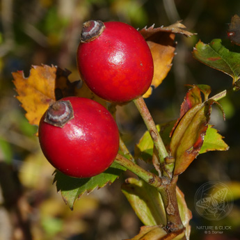Die tiefroten Hagebutten der Rosengewächse (Rosa sp.) sind nicht nur ein wunderschönes Herbstmotiv, sondern auch reich an Vitamin C.