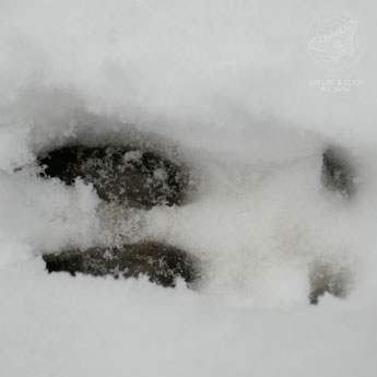 Im tiefen Schnee drücken sich auch die beiden Afterklauen vom Reh ab.